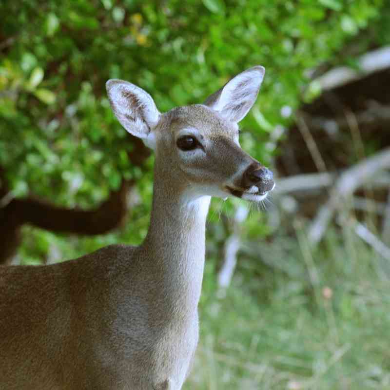 A Key deer at National Key Deer Wildlife Refuge on Big Pine Key in the Florida Keys