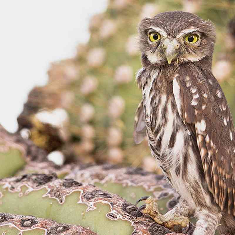 Cactus Ferruginous Pygmy Owl