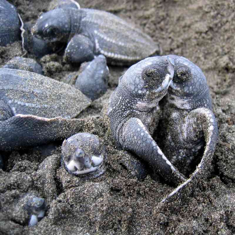 Leatherback sea turtle (Dermochelys coriacea) hatchlings emerging Limon, Costa Rica