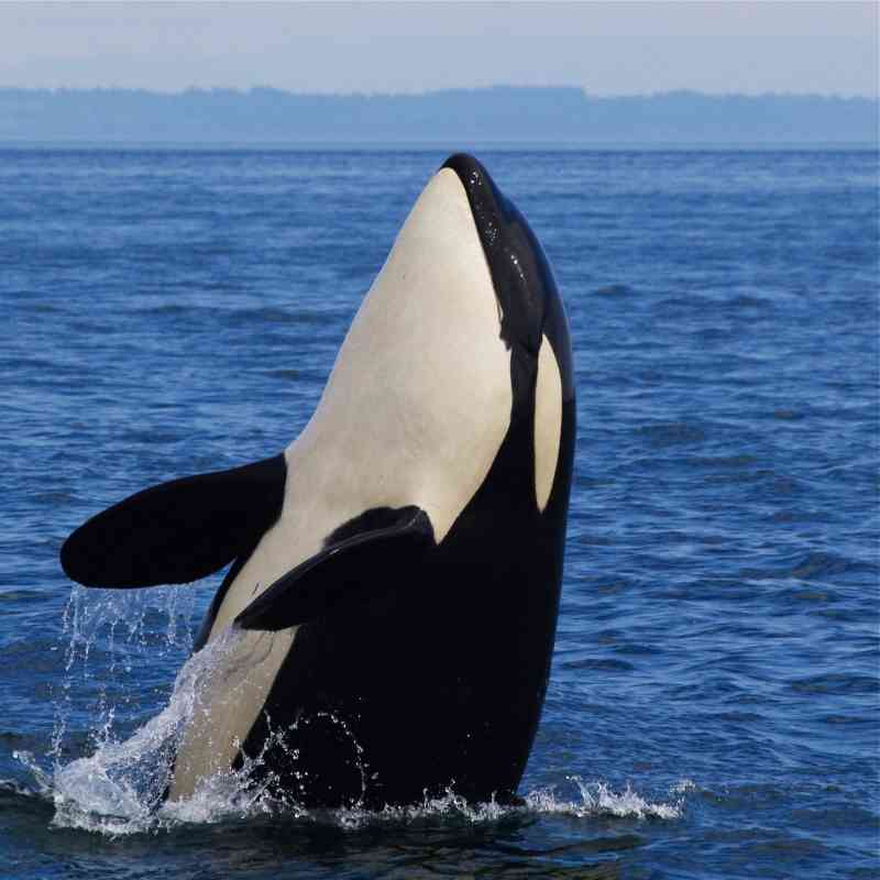 Southern_Resident_Orca