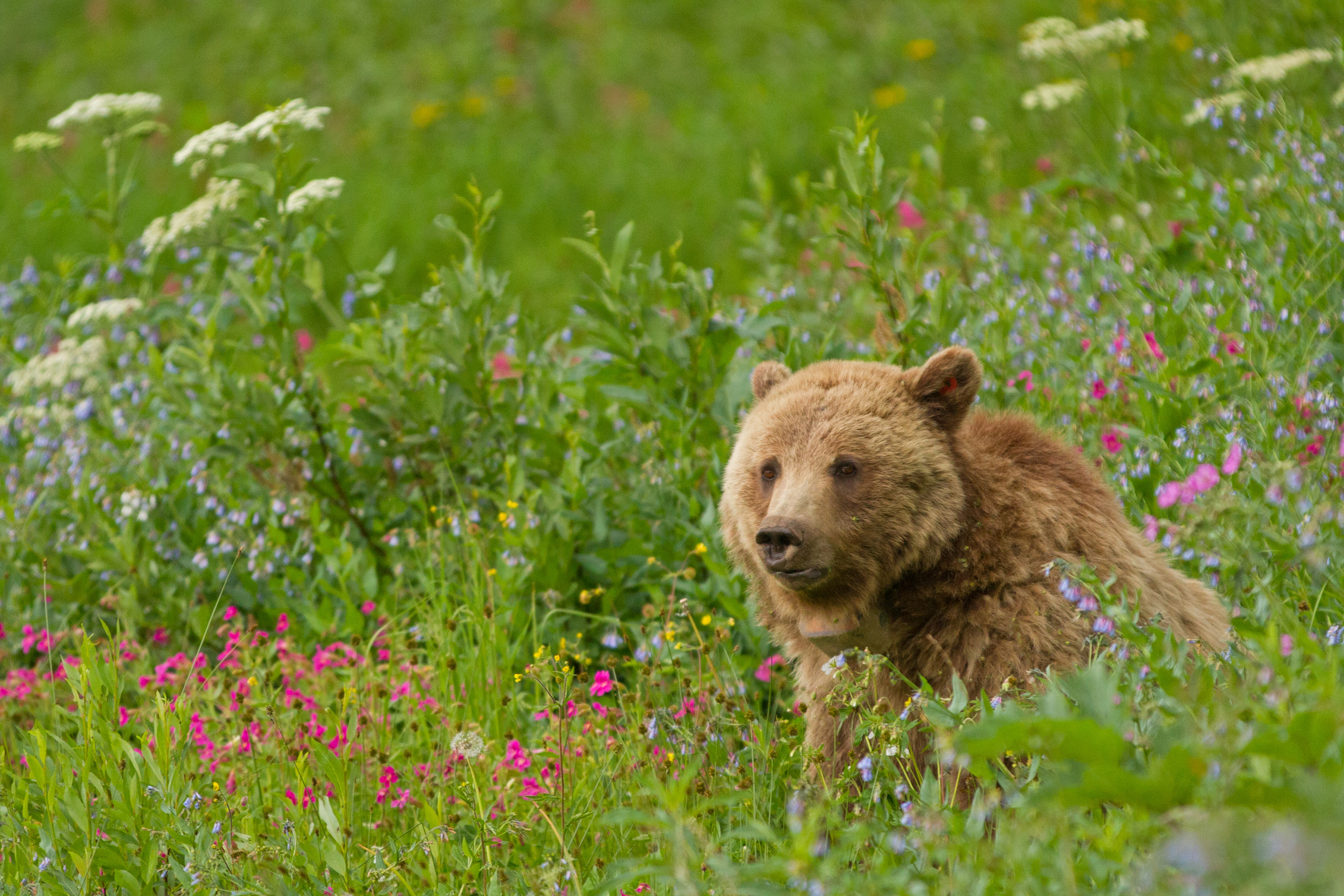 Grizzly Bear Defenders of Wildlife