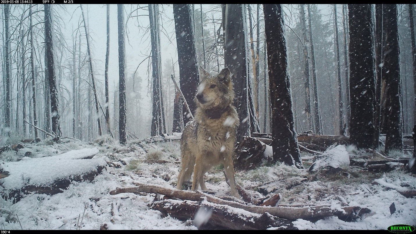 Mexican Gray Wolf | Defenders of Wildlife