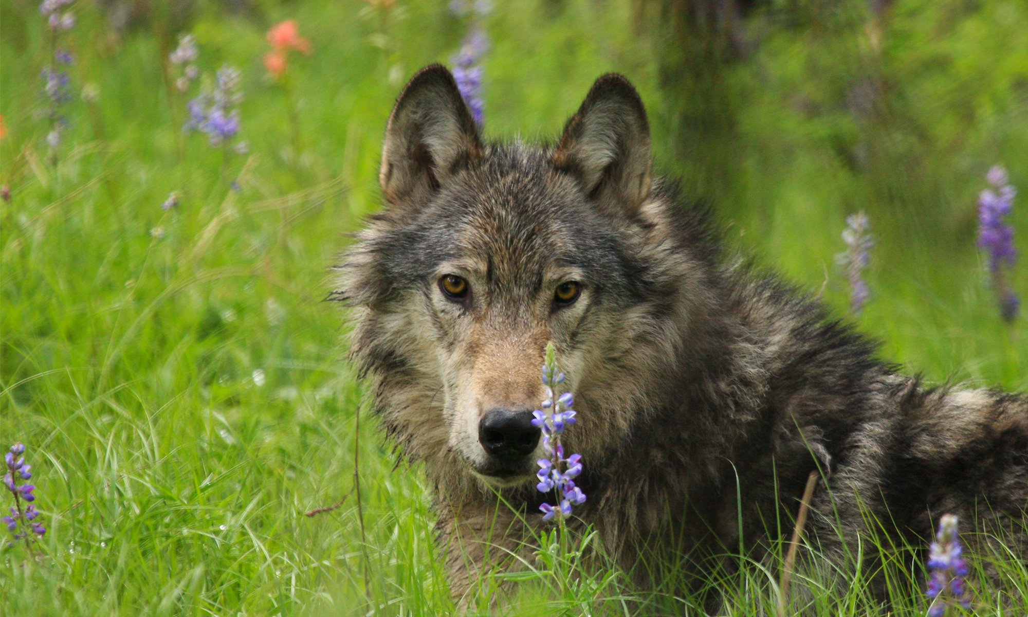 Gray wolf in green grass