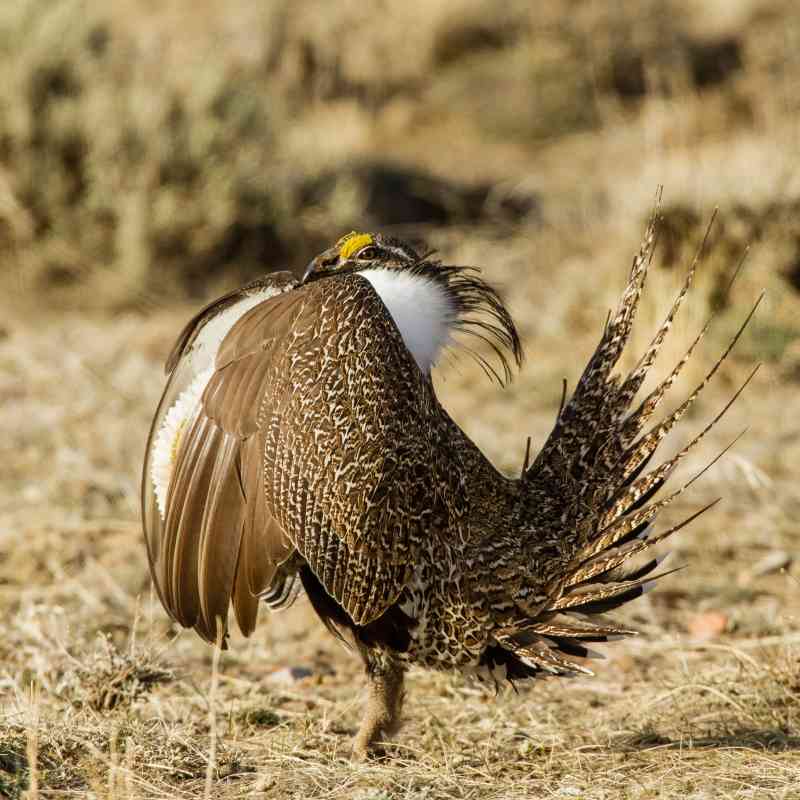 Greater_Sage-Grouse_male