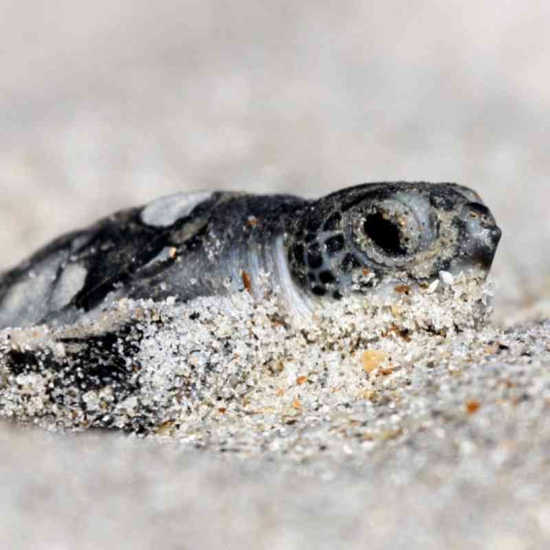 Green sea turtle hatchling at Archie Carr NWR