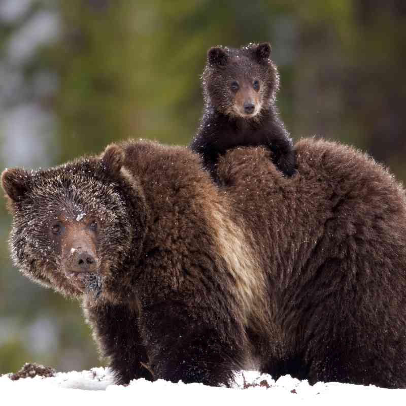 Grizzly Bears, James Yule