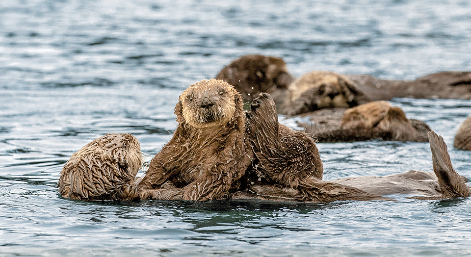 sea otter