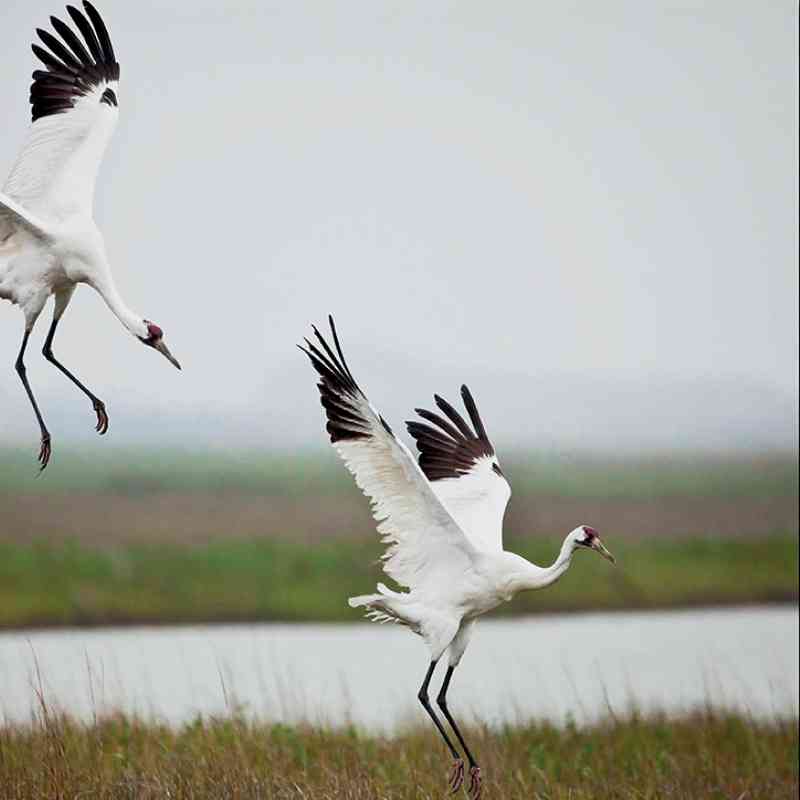 whooping cranes