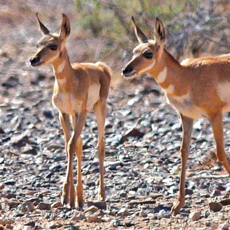Sonoran pronghorn fawns