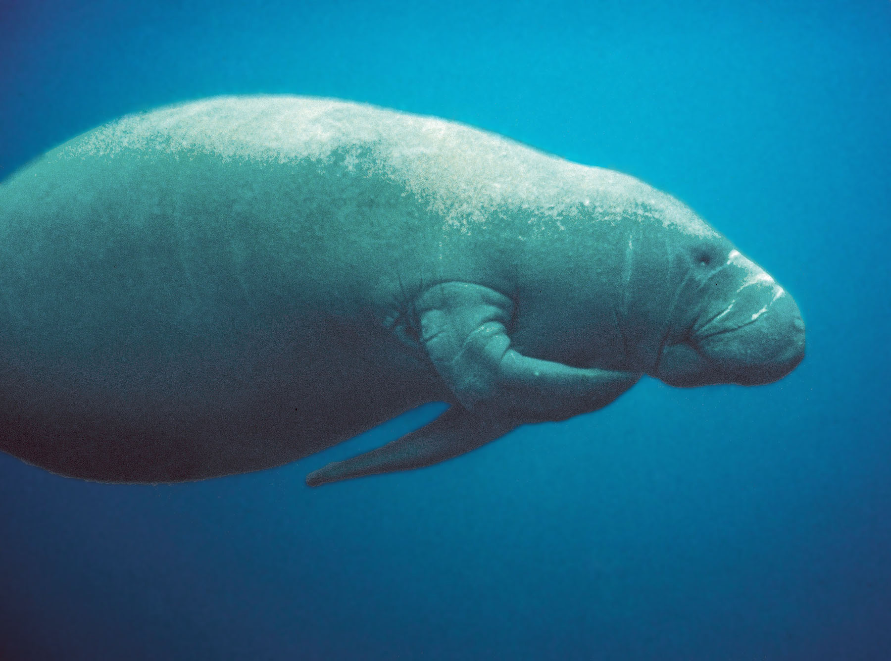 Florida_Manatee