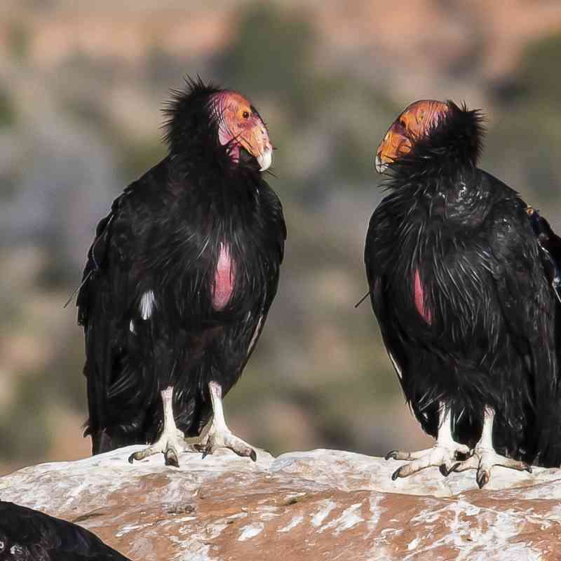 California condors in Vermilion Cliffs National Monument
