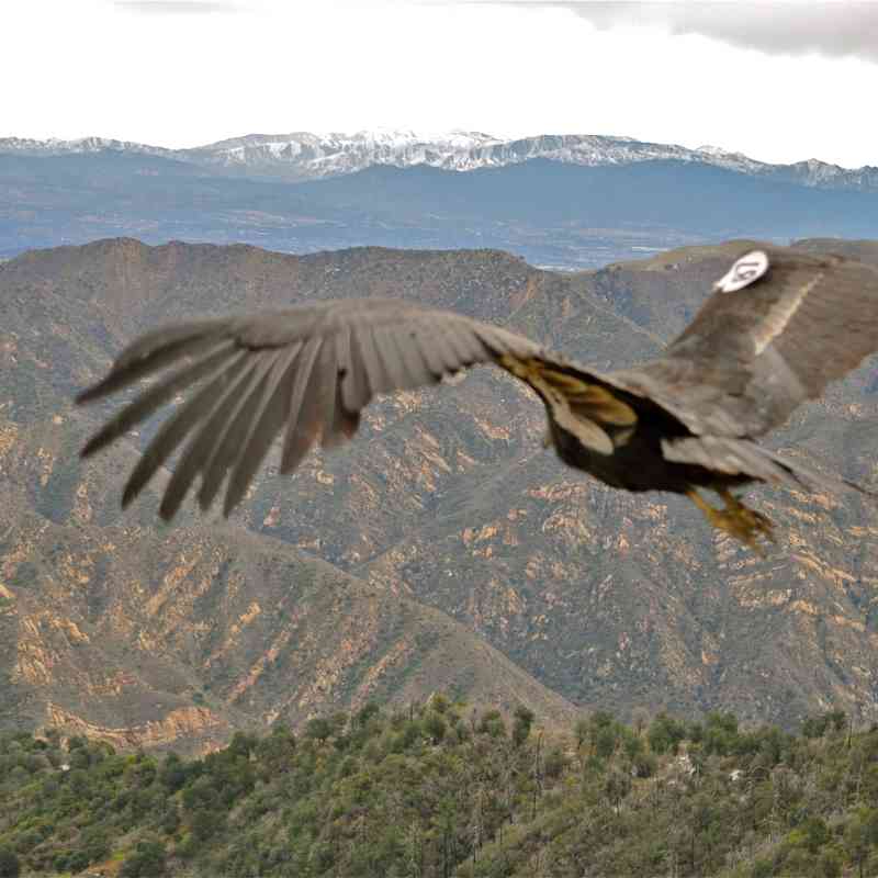 California Condor Hopper Mountain National Wildlife Refuge, CA 