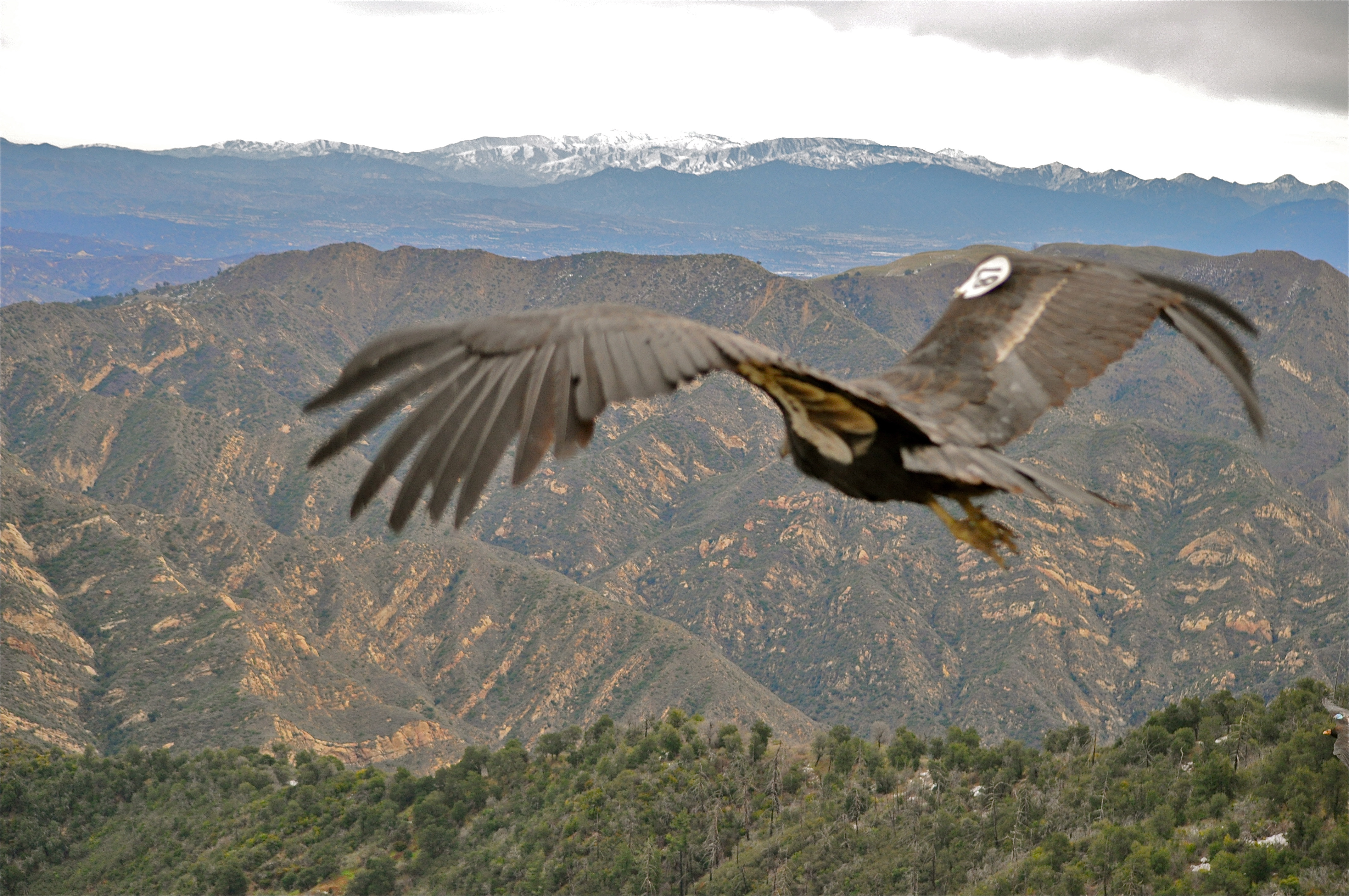 California Condor Hopper Mountain National Wildlife Refuge, CA 