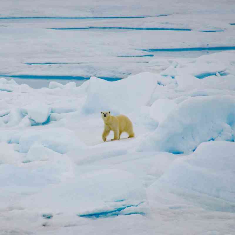 Polar bear Alaska, Chukchi Sea area