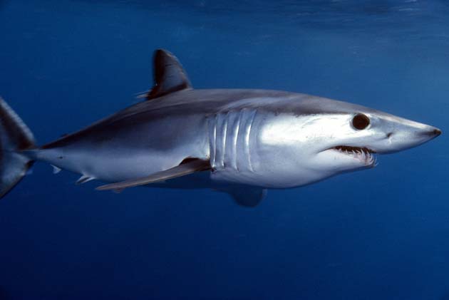 Shortfin mako