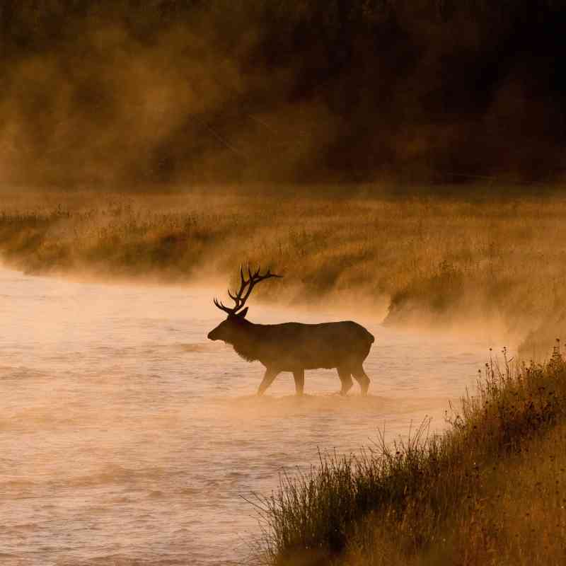 Bull elk crossing stream in Yellowstone NP