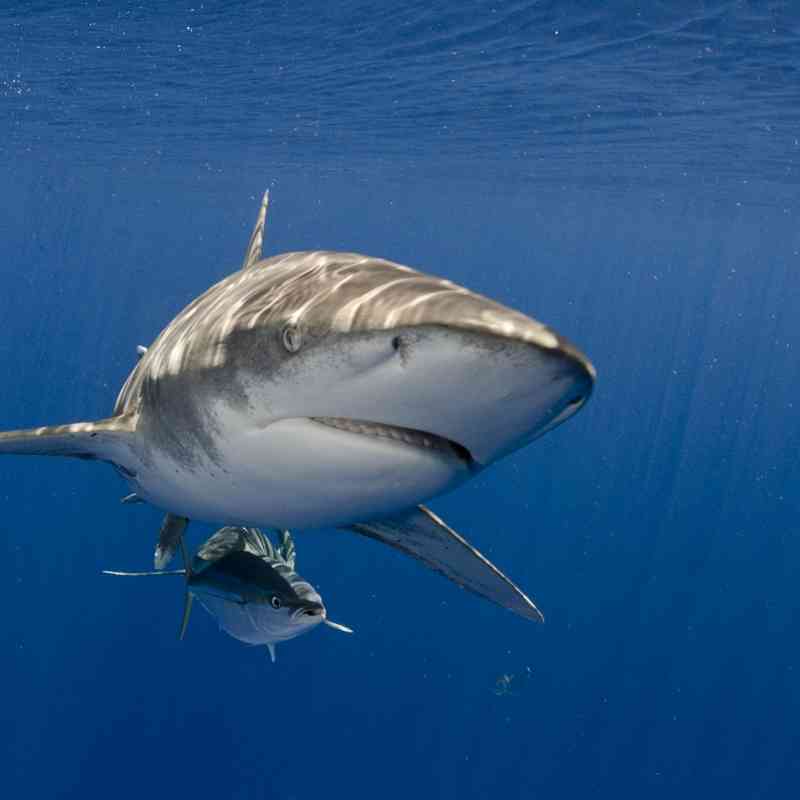 Oceanic whitetip shark Atlantic