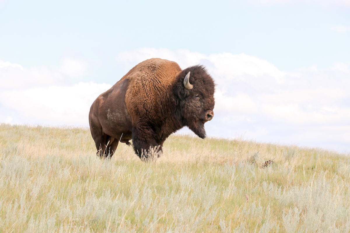 Fort Peck Bison Release Bull on Hill