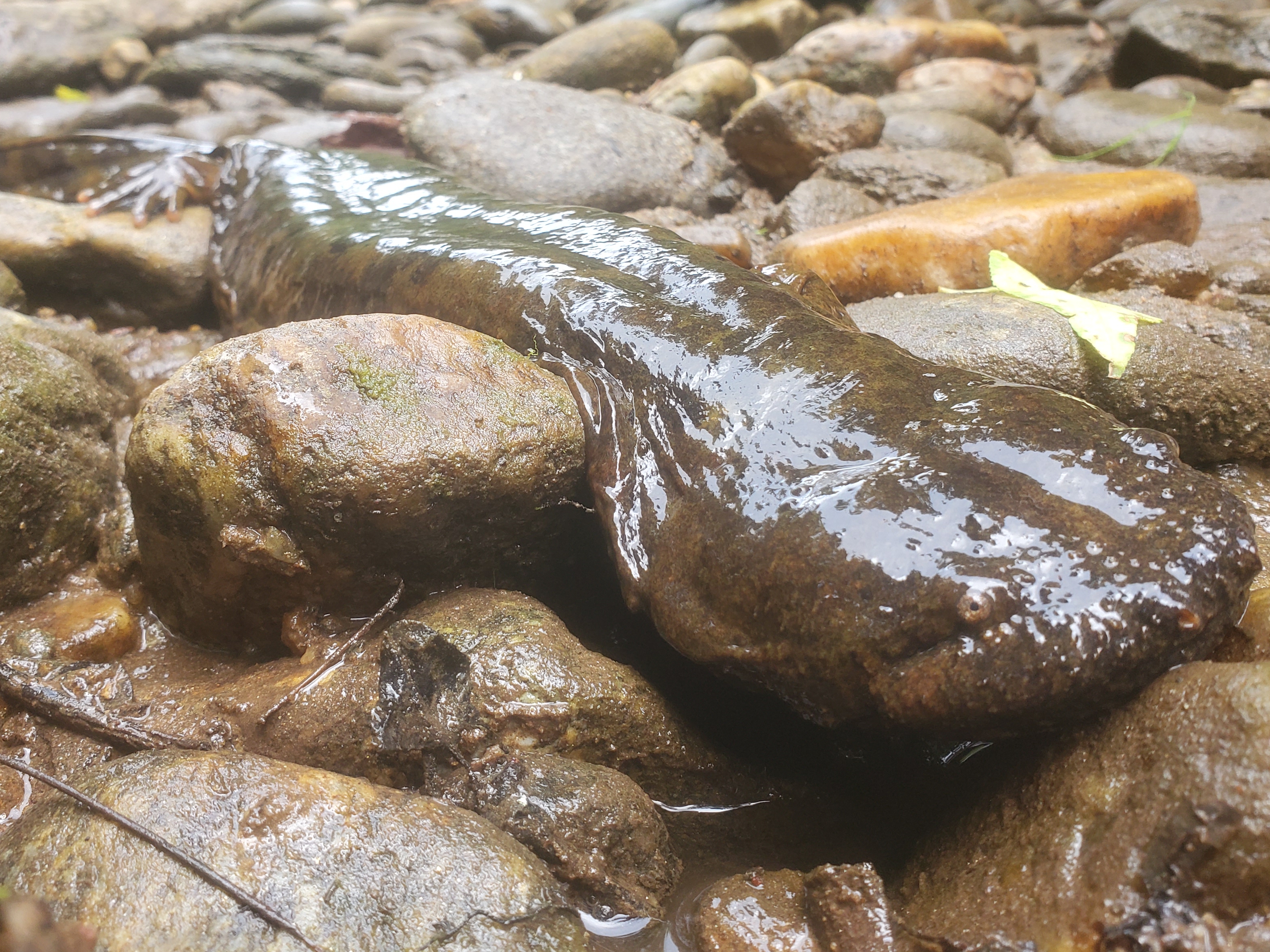 Hellbender Kat Diersen