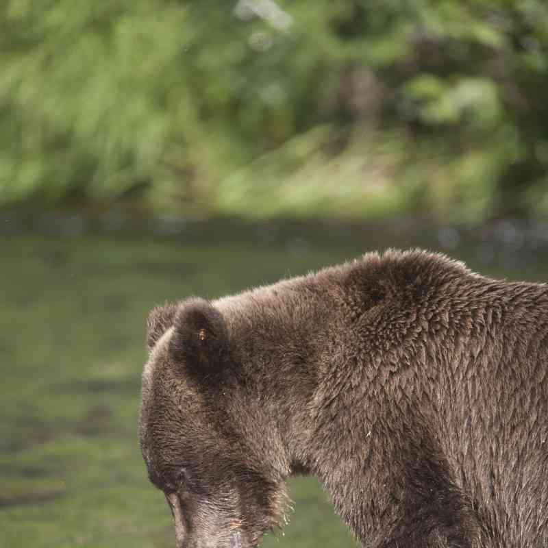 Grizzly Bear feeds in the Russian River, Kenai Peninsula, Chugach National Forest, Alaska