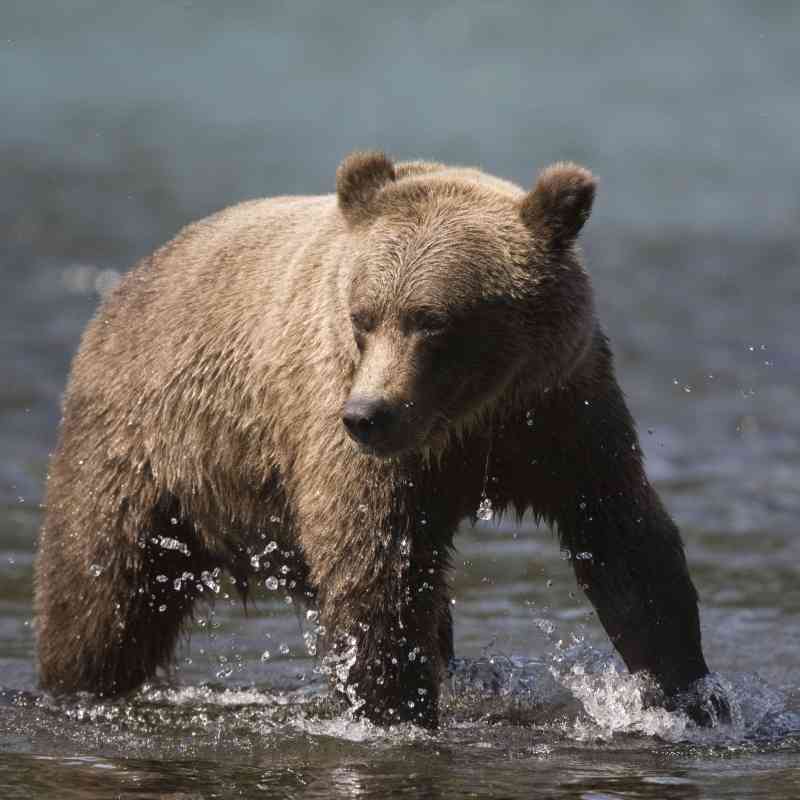 Grizzly Bears at the confluence of the Russian River and Kenai River, Kenai Peninsula, Chugach National Forest, Alaska 