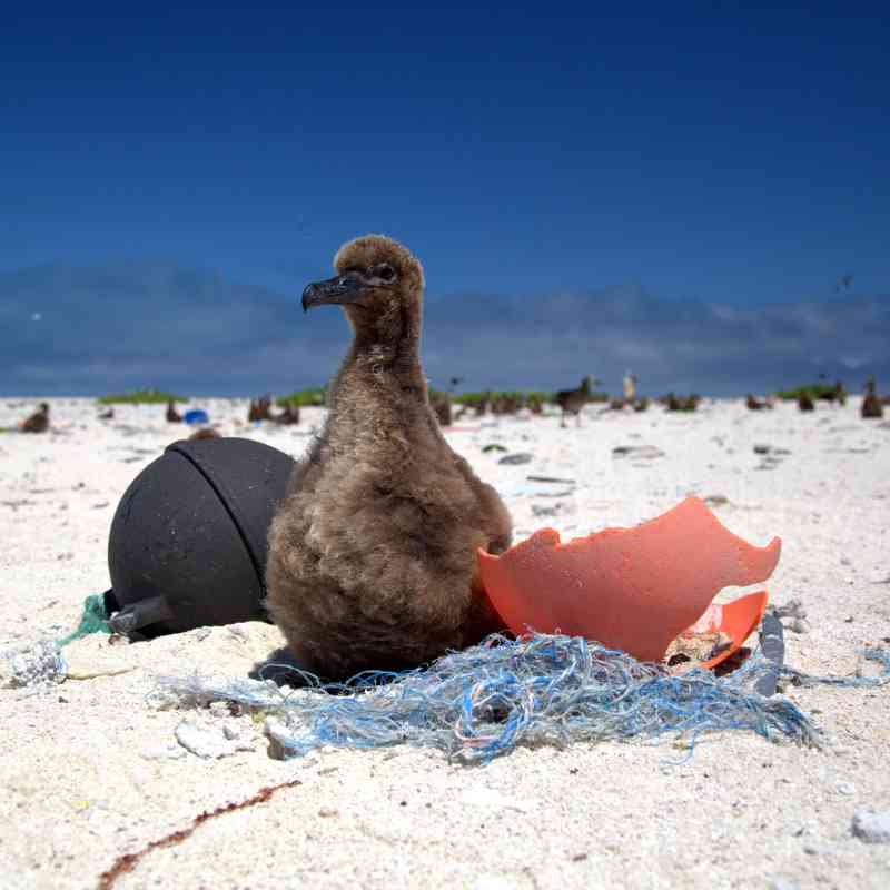 Laysan Albatross Chick in Marine Debris