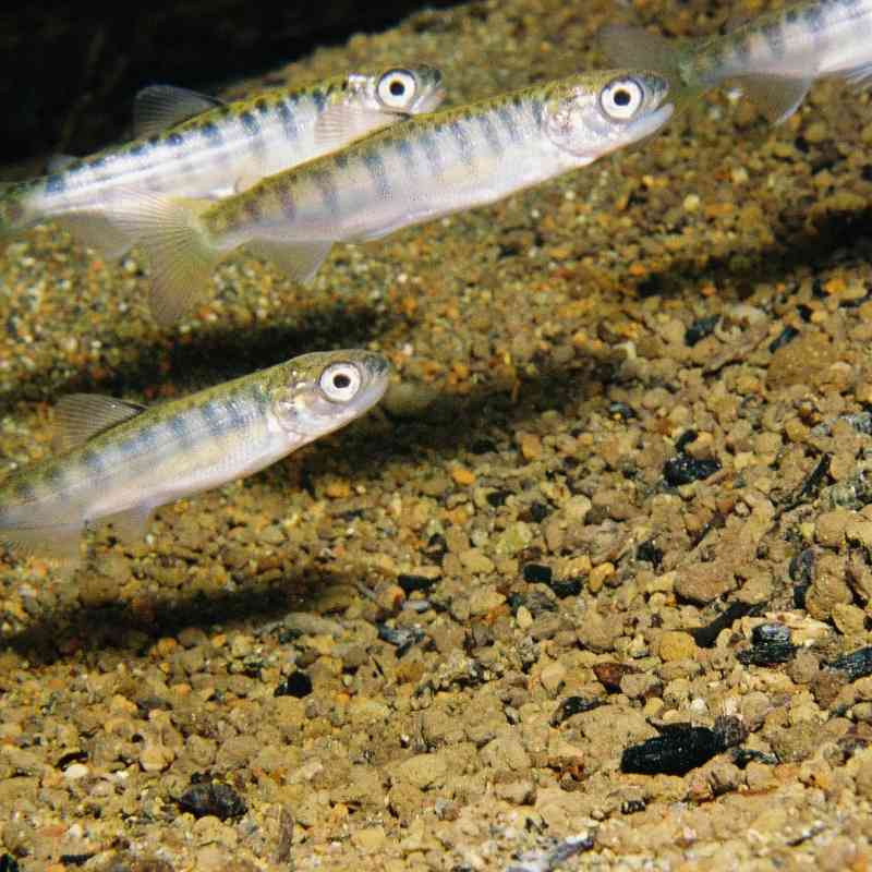 Juvenile chinook salmon 