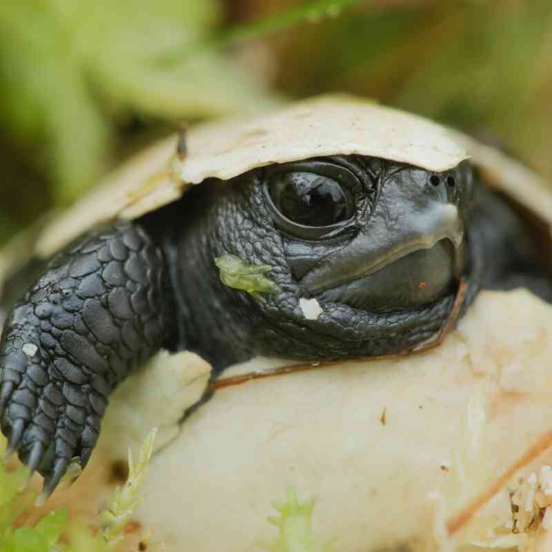 Bog turtle hatching