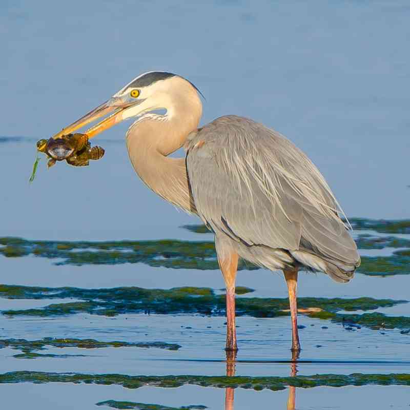 Great blue heron with fish
