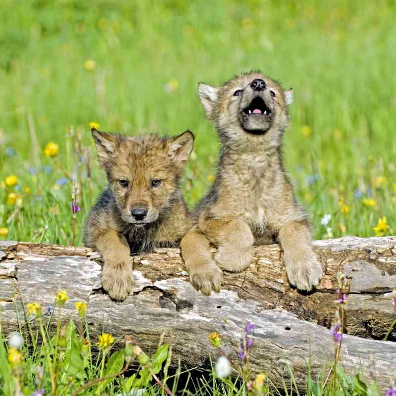 Gray wolf pups with flowers