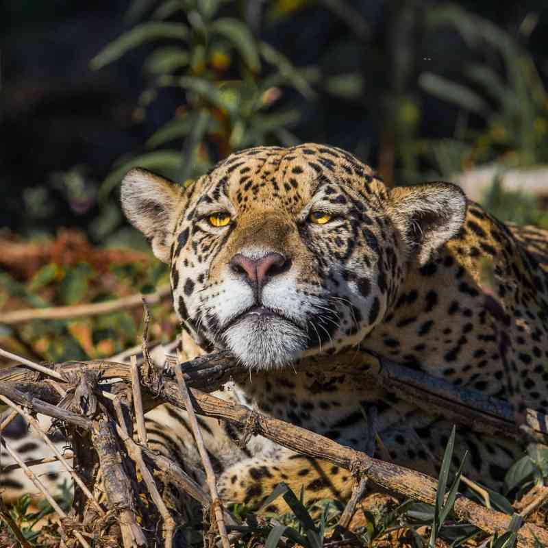 Jaguar resting on bank of river