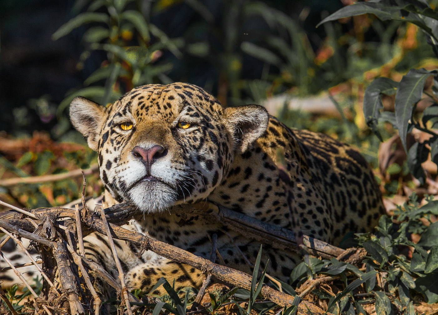 Jaguar, Habitat, Diet, & Facts