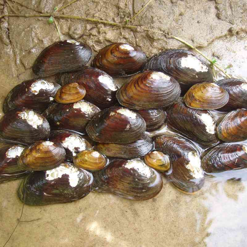 James spinymussel