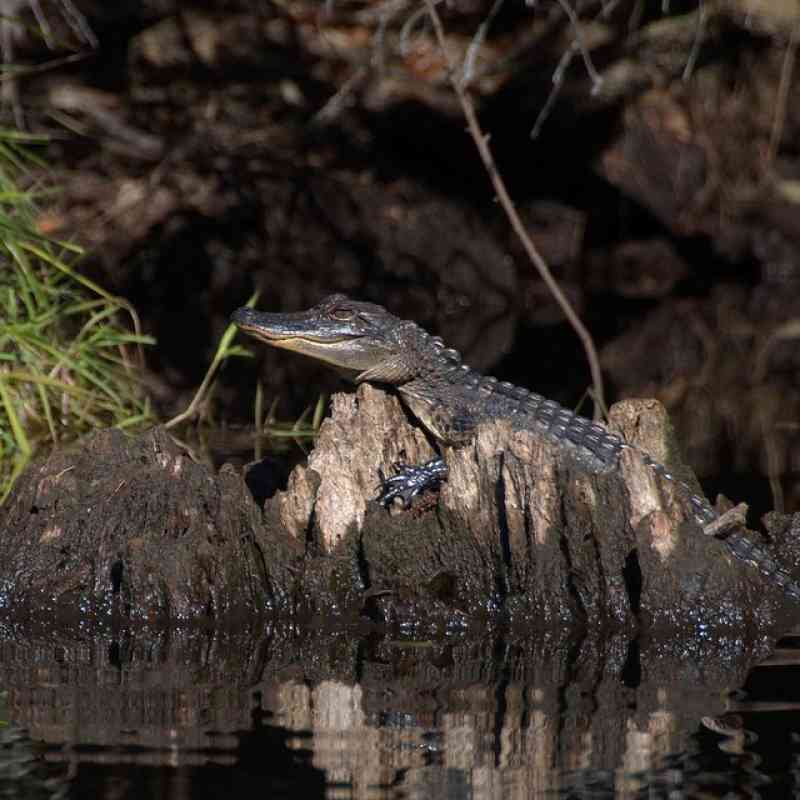 Alligator Okefenokee NWR