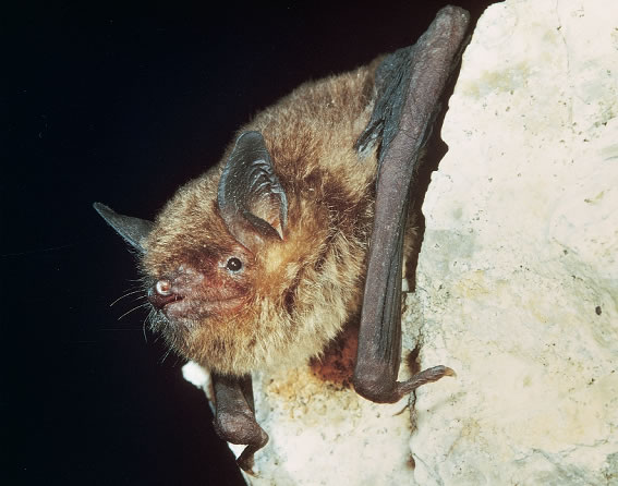 Gray bat