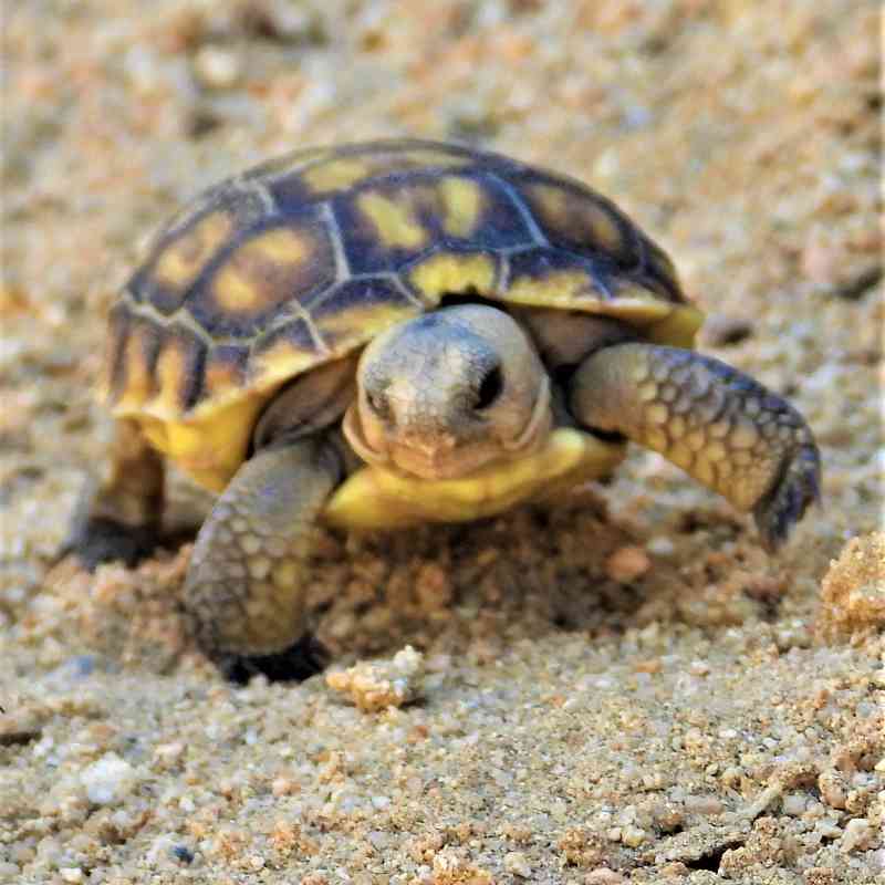Threatened Agassiz's desert tortoise hatchling 