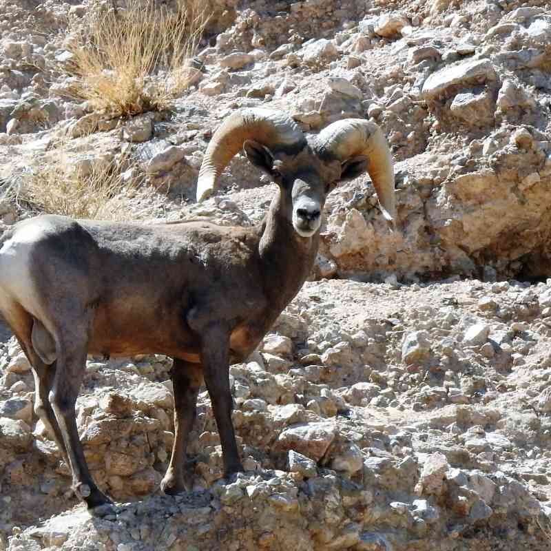 Desert bighorn sheep ram at Afton Canyon Area of Critical Environmental Concern (ACEC), within the Mojave Trails National Monument 