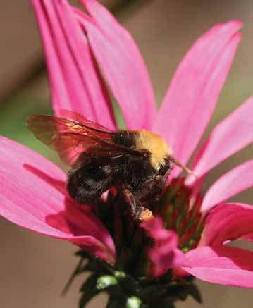 Franklin's bumble bee