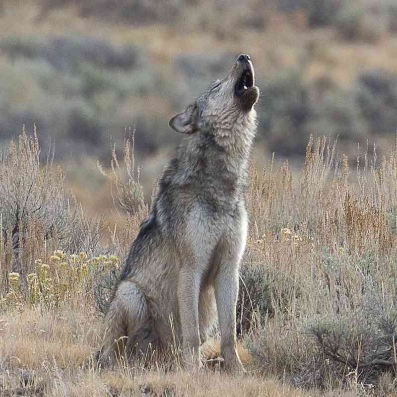 Adolescent gray wolf howling near Lamar River in Yellowstone
