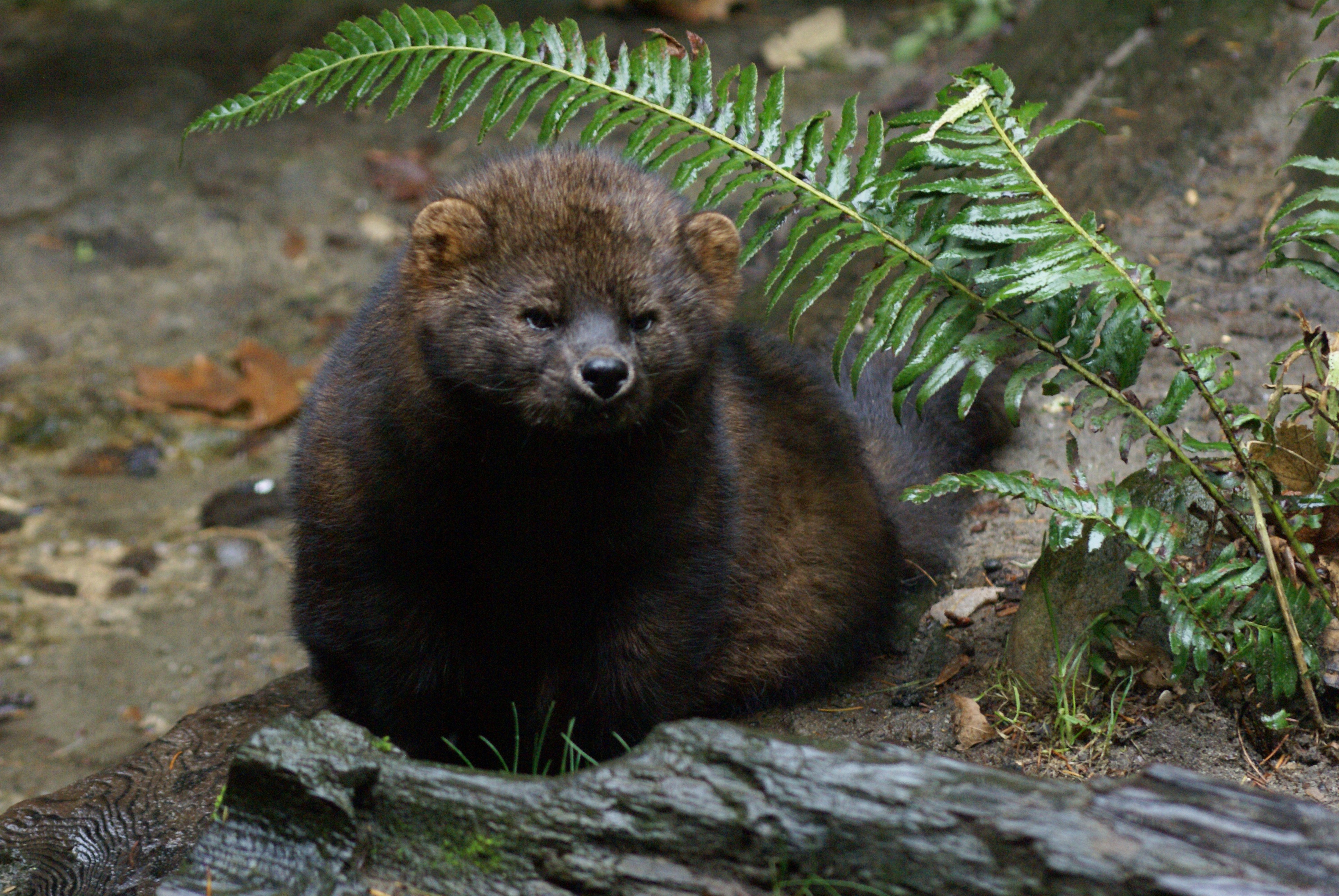 Deciduous Forests Defenders Of Wildlife