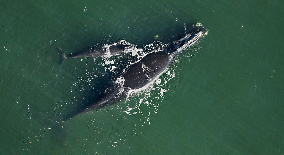 North Atlantic Right Whales