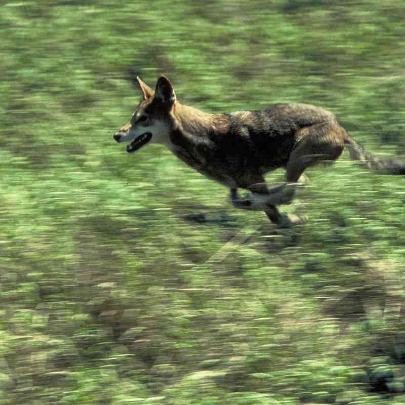 Red wolf running