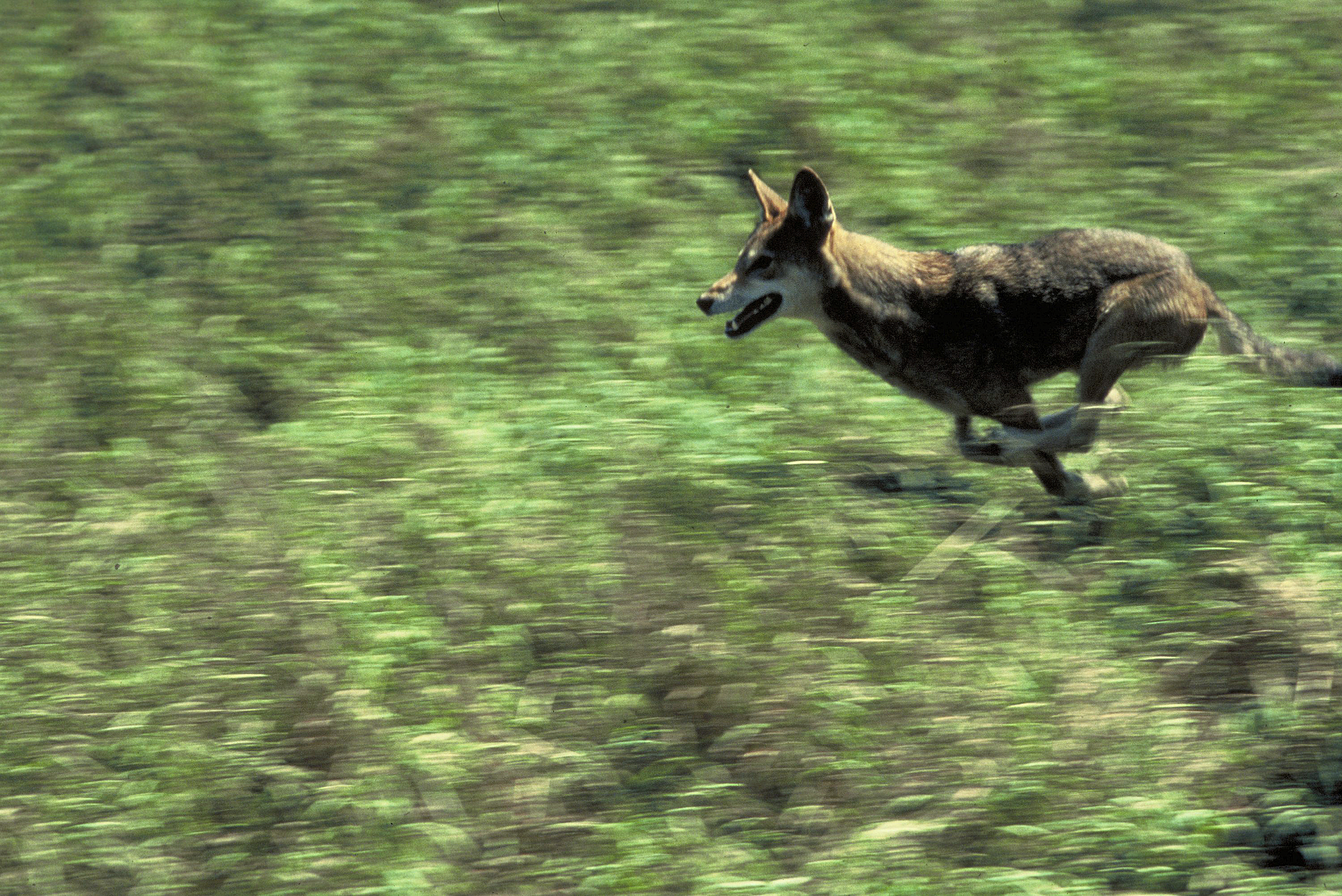 Red wolf running