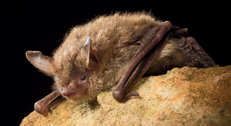 Northern Long-eared Bat