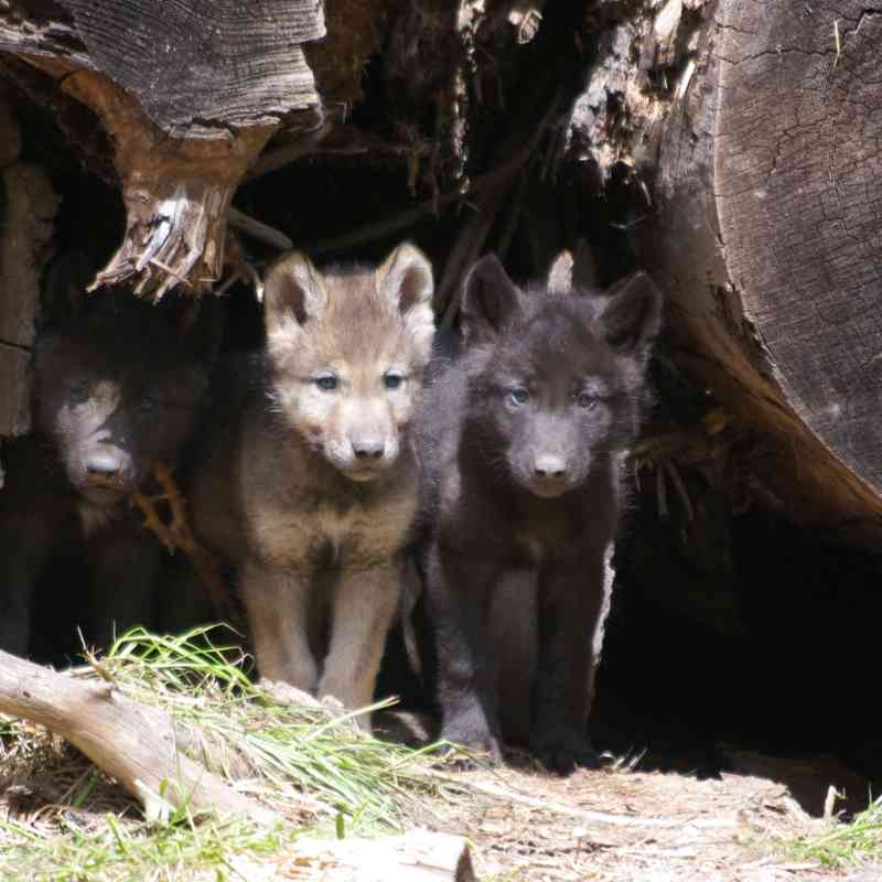 Wolf pups, Wenaha Pack 