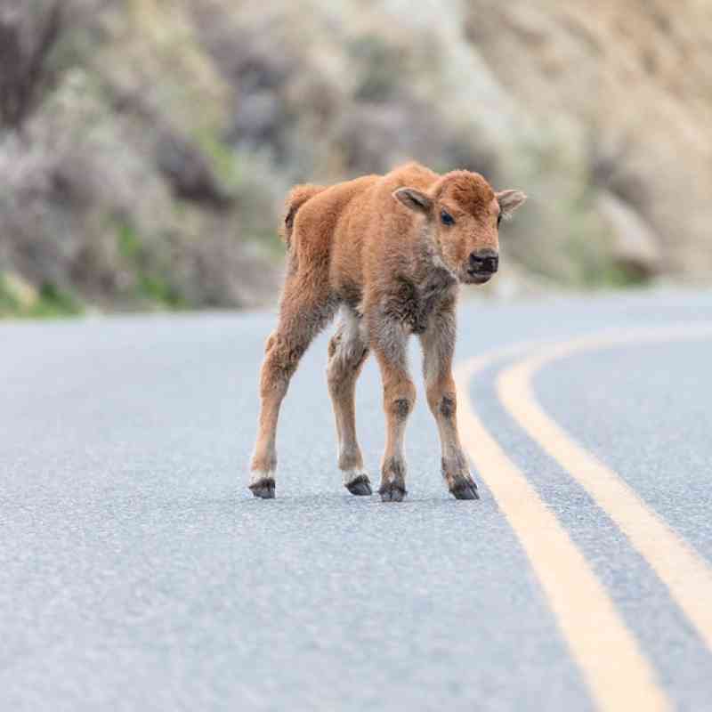Bison calf walks in the road Yellowstone NP 