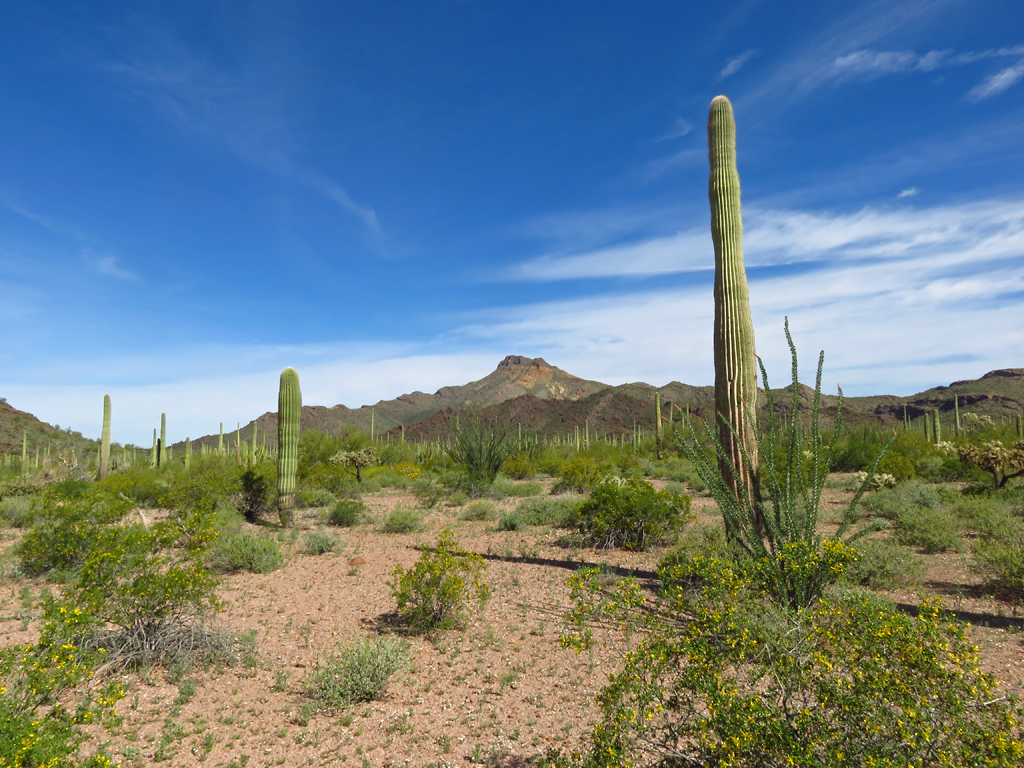 Organ-pipe-cactus-national-monument