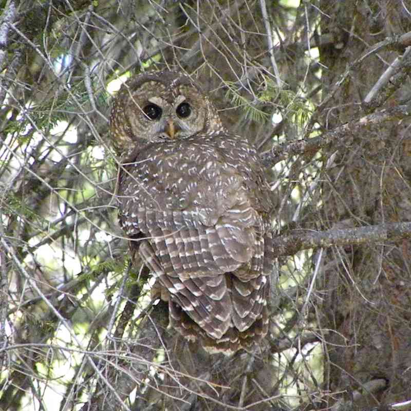 California-spotted-owl