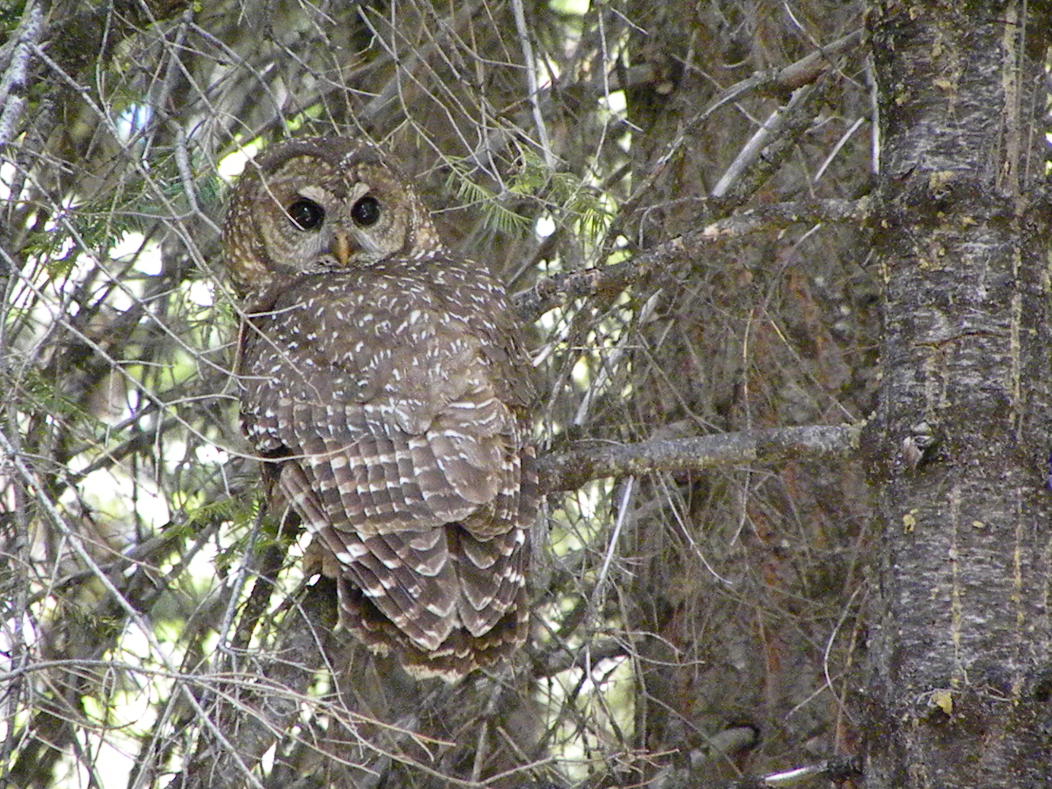 California-spotted-owl