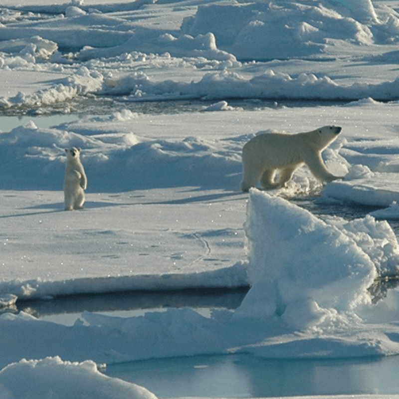 Polar bear mom and cub Beaufort Sea 
